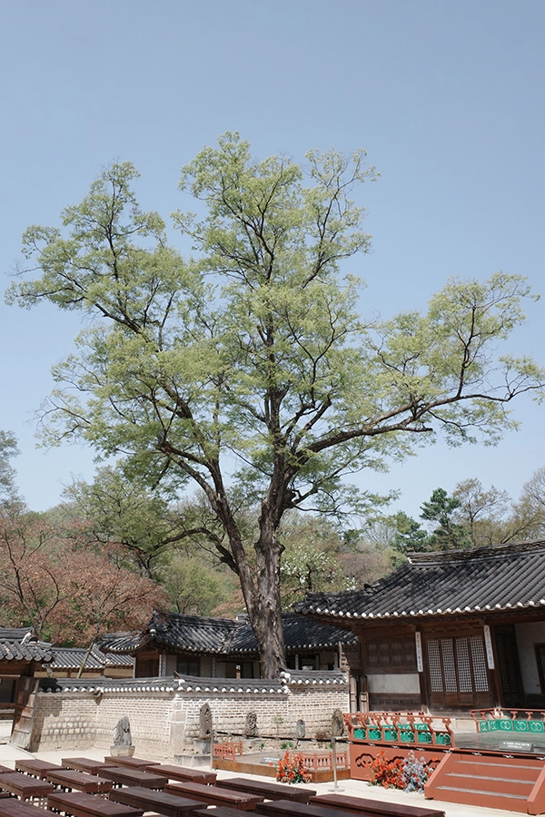 연경당 정중앙에 있는 느티나무