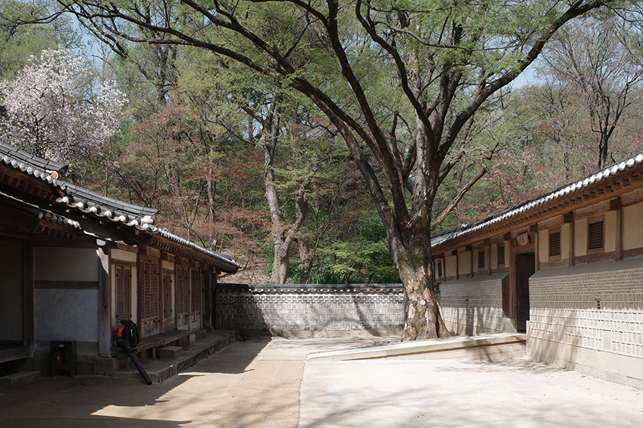 연경당 수인문 느티나무