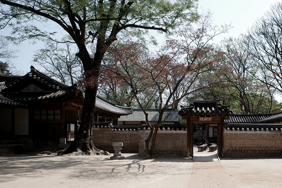 정추문과 느티나무